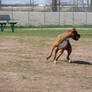 Boxer Playing at the Dog Park