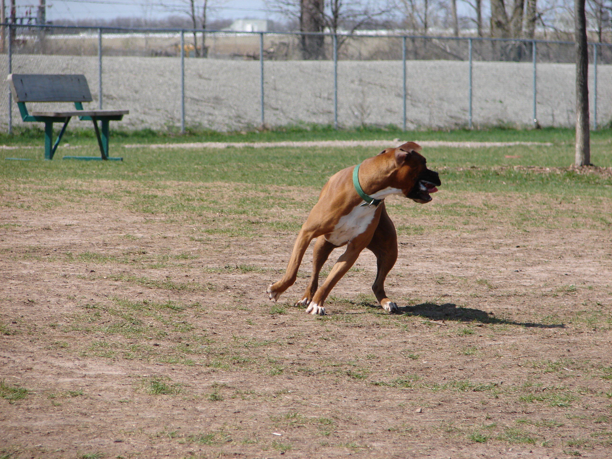 Boxer Playing at the Dog Park