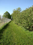 Flowering Row of Hedges 1 by FantasyStock