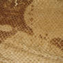 Scaly Snake Skin Texture