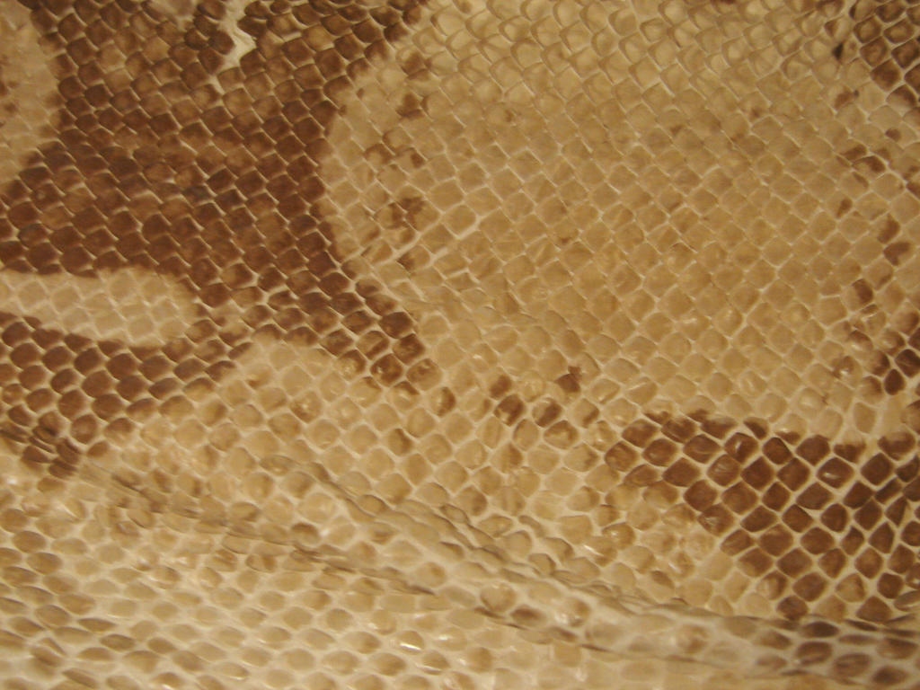 Scaly Snake Skin Texture