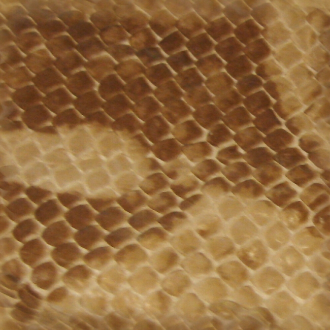 Snake Skin Seamless Texture