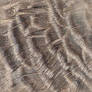 Turkey Feather Texture Tile 1