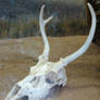 Deer Skull with Antlers 1