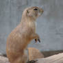 Really Cute Prairie Dog 7