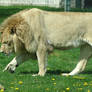 Male Lion