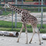 Giraffe at the Zoo 2