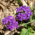 Miscellaneous Purple Flowers 2 by FantasyStock
