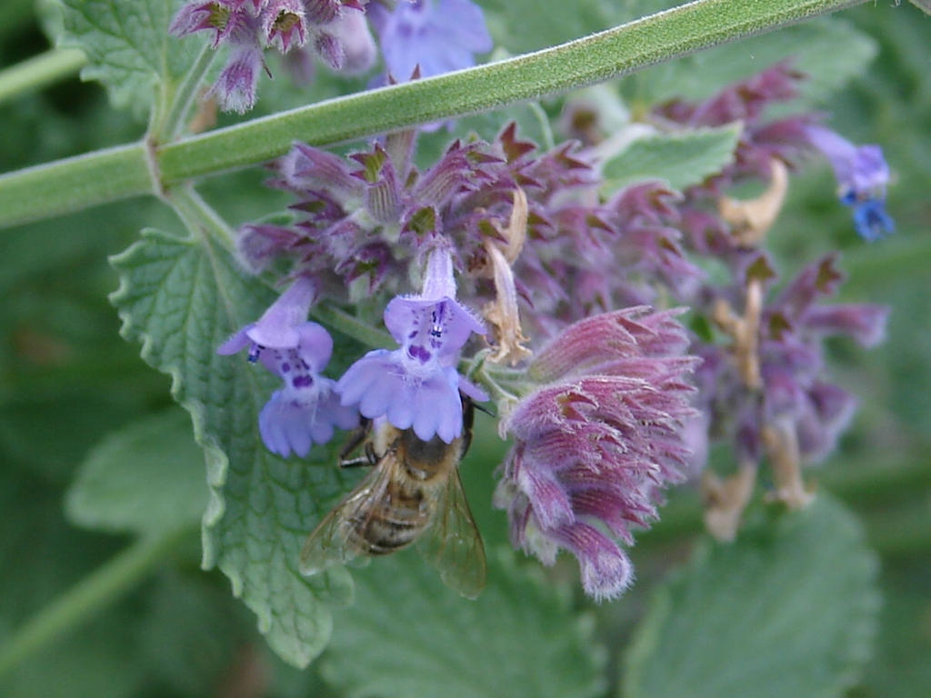 Honey Bee in Purple Catnip 1