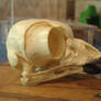 Great Horned Owl Skull 2