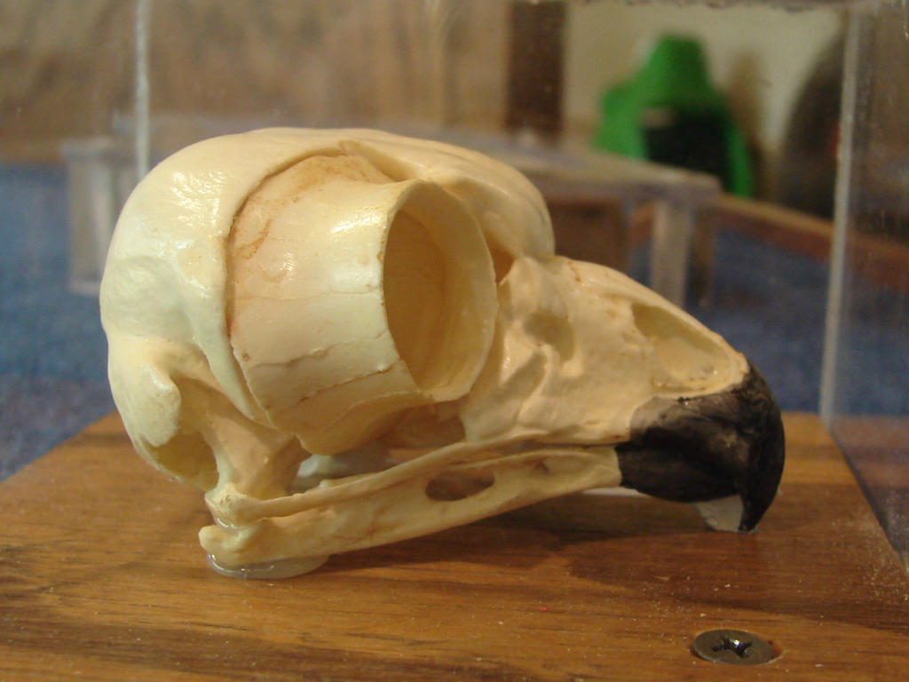 Great Horned Owl Skull 2