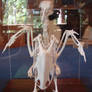 Pigeon Bird Skeleton Bones 1