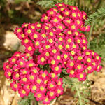 Miscellaneous Red Flower 3 by FantasyStock