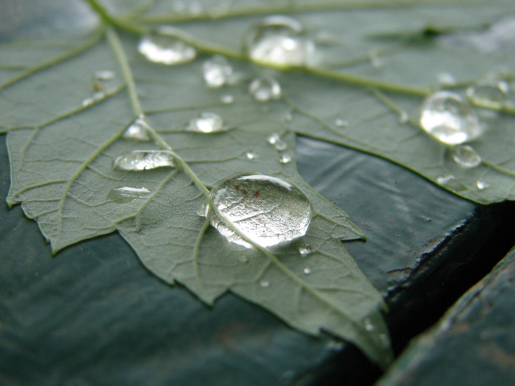 Water Drops on Veiny Leaf 4