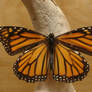 Female Monarch Butterfly