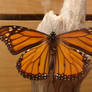 Male Monarch Butterfly