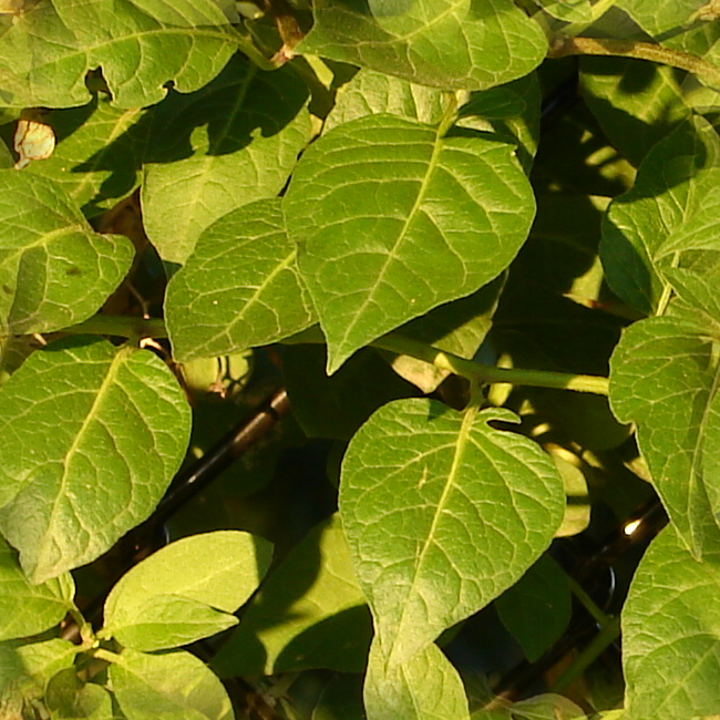 Seamless Leaf Background Tile