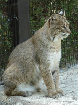 Wildlife Sanctuary Bobcat 2