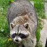 Raccoon with Adorable Eyes