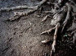 Scary-Looking Tree Roots 1 by FantasyStock