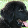 Black Newfoundland Puppy