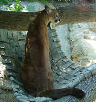 Mountain Lion Quietly Sitting