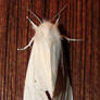 White Virginian Tiger Moth