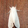 White Virginian Tiger Moth 2