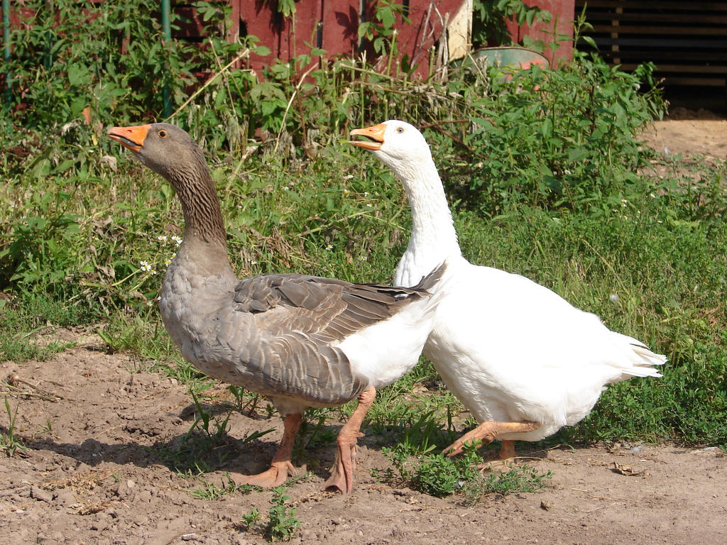Domesticated Farm Geese