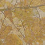 Pressed Leaves Texture 4