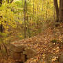 Autumn Forest Landscape 04