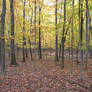 Autumn Forest Landscape 05