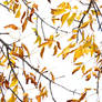 Golden Leaves of Autumn 1