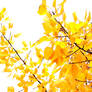 Golden Leaves of Autumn 2