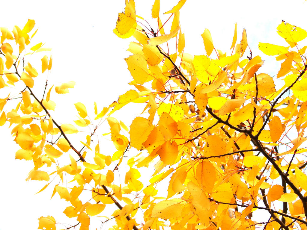 Golden Leaves of Autumn 2