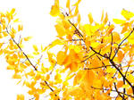 Golden Leaves of Autumn 2 by FantasyStock