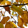Golden Leaves of Autumn 3