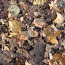 Fallen Autumn Leaves Texture 1