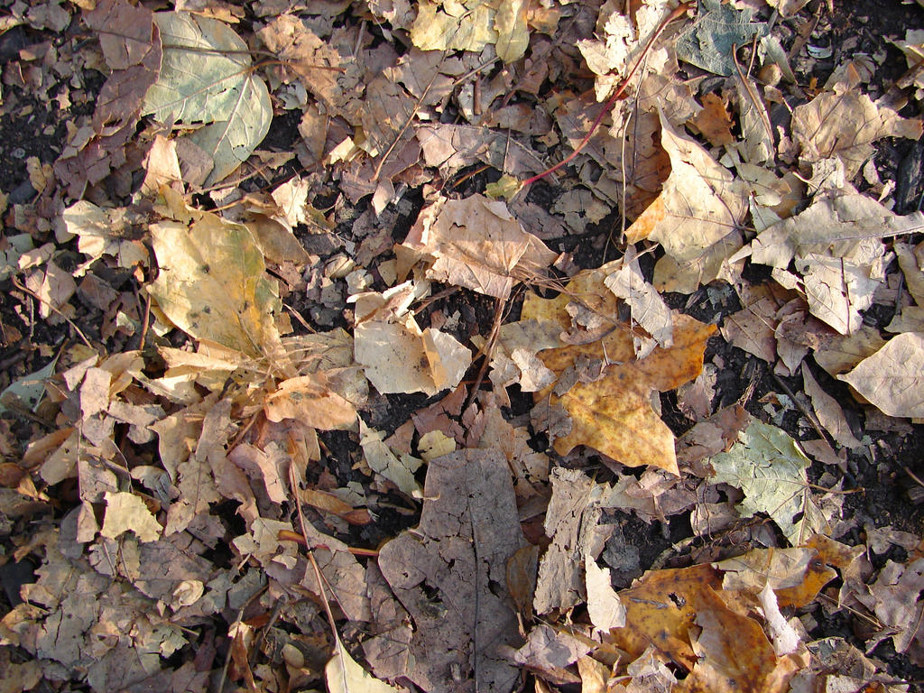 Fallen Autumn Leaves Texture 1