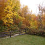Autumn Forest Landscape 12