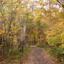 Autumn Forest Landscape 18