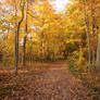 Autumn Forest Landscape 20