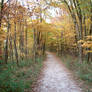 Autumn Forest Landscape 21