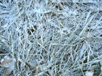 Frost Covered Grass Texture 1 by FantasyStock