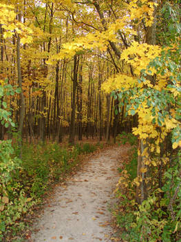 Woodland Trail Landscape 04