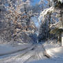 Wisconsin Woods Winter Road 5