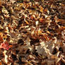 Fallen Autumn Leaves Texture 2