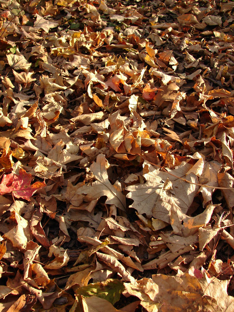 Fallen Autumn Leaves Texture 2 by FantasyStock