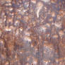 Metal Rust Texture 23