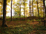 Woodland Trail Landscape 09 by FantasyStock